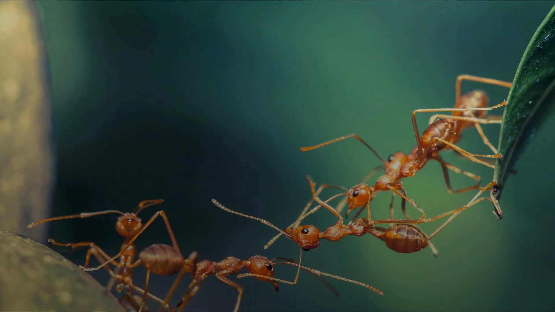 EcoPest pest control in the field — South Africa